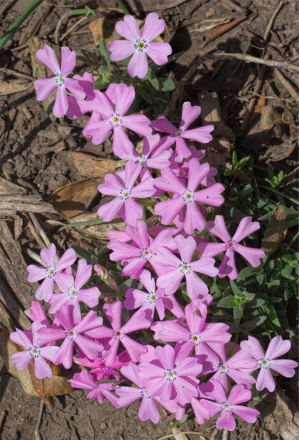 Phlox-grayi-mar 20.jpg